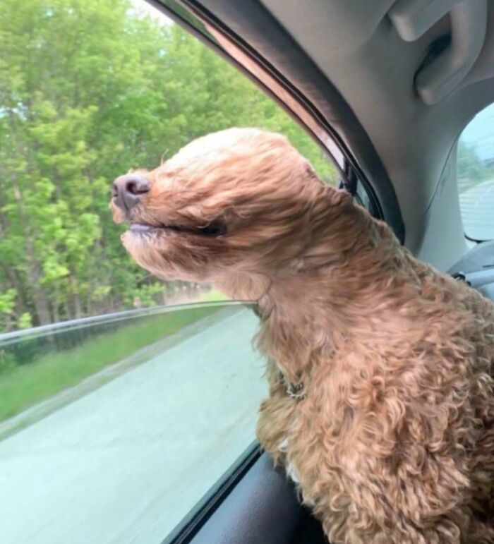 79 Times People Were Rushing To Take A Pic Of Animals Making Silly Faces (New Pics) 79 Times People Were Rushing To Take A Pic Of Animals Making Silly Faces (New Pics)