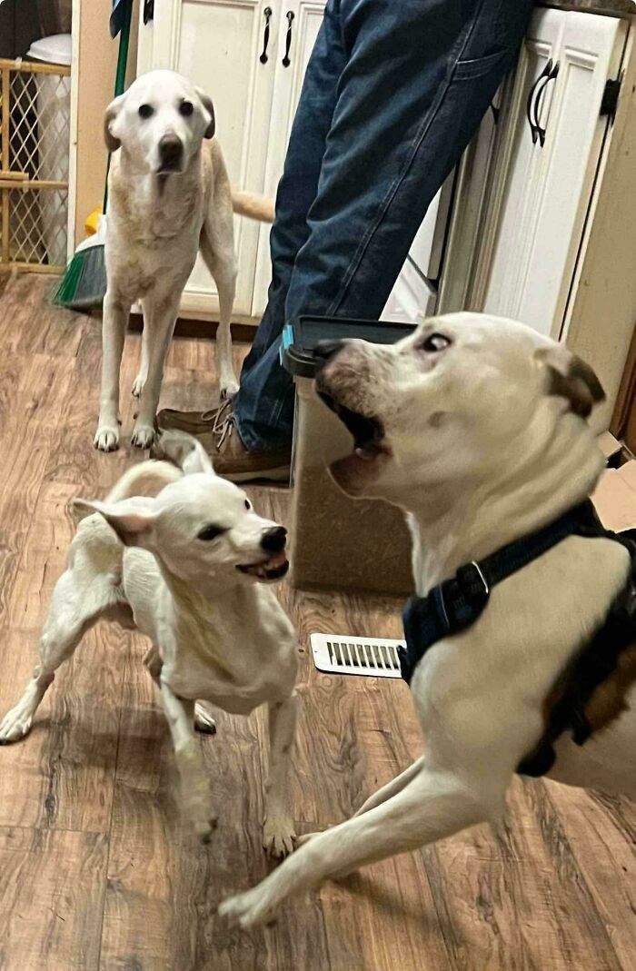 79 Times People Were Rushing To Take A Pic Of Animals Making Silly Faces (New Pics) 79 Times People Were Rushing To Take A Pic Of Animals Making Silly Faces (New Pics)