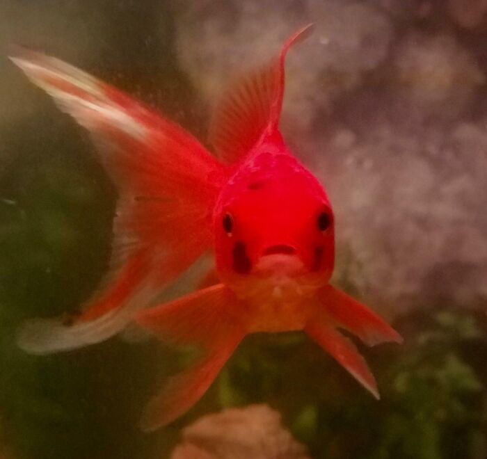 79 Times People Were Rushing To Take A Pic Of Animals Making Silly Faces (New Pics) 79 Times People Were Rushing To Take A Pic Of Animals Making Silly Faces (New Pics)