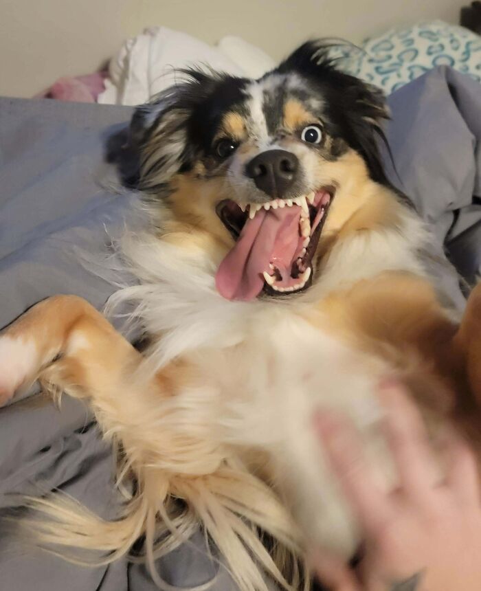 79 Times People Were Rushing To Take A Pic Of Animals Making Silly Faces (New Pics) 79 Times People Were Rushing To Take A Pic Of Animals Making Silly Faces (New Pics)