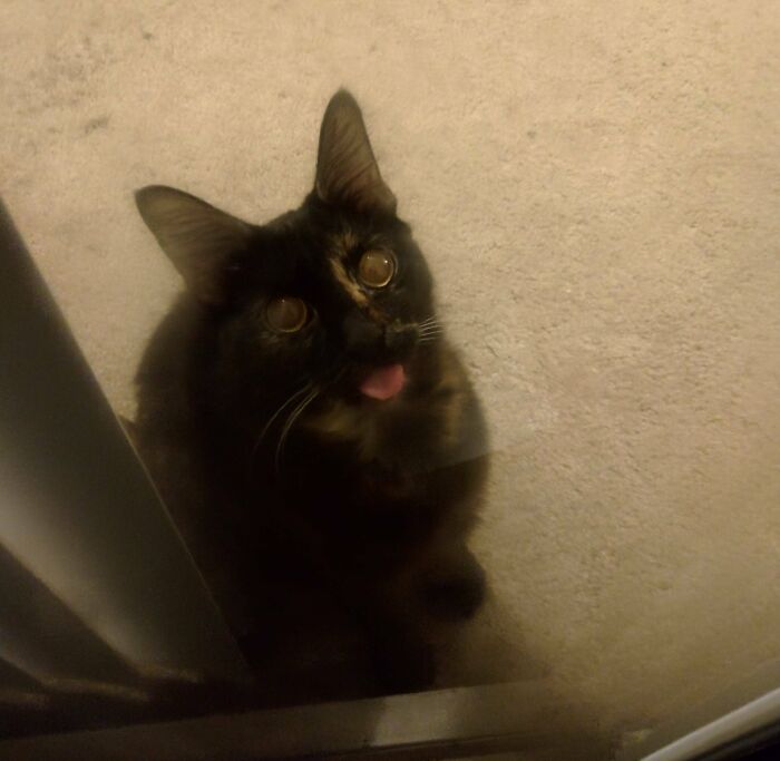 79 Times People Were Rushing To Take A Pic Of Animals Making Silly Faces (New Pics) 79 Times People Were Rushing To Take A Pic Of Animals Making Silly Faces (New Pics)