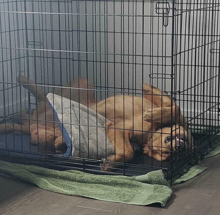 79 Times People Were Rushing To Take A Pic Of Animals Making Silly Faces (New Pics) 79 Times People Were Rushing To Take A Pic Of Animals Making Silly Faces (New Pics)