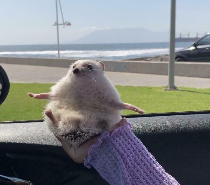 79 Times People Were Rushing To Take A Pic Of Animals Making Silly Faces (New Pics) 79 Times People Were Rushing To Take A Pic Of Animals Making Silly Faces (New Pics)