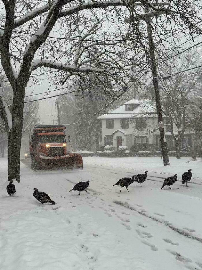 94 Photos Of A Snowstorm Hitting The U.S. That Might Make You Want To Hibernate