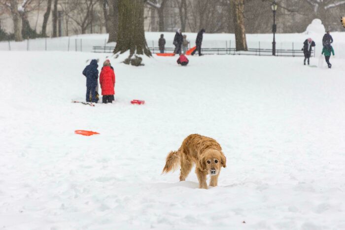 94 Photos Of A Snowstorm Hitting The U.S. That Might Make You Want To Hibernate