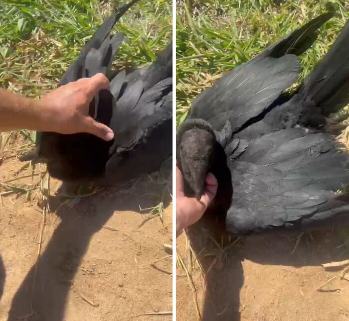 This Wild Vulture Bonded With A Human So Closely, Viewers Joke He&rsquo;s &ldquo;A Dog With Wings&rdquo; (23 Pics)