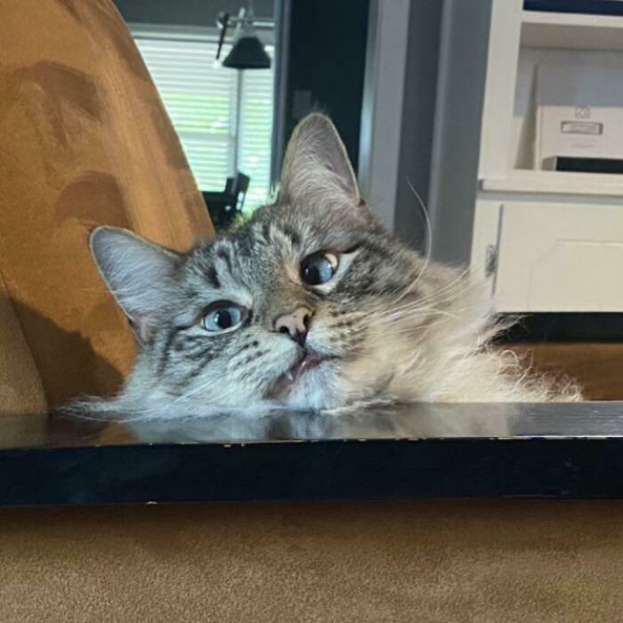 “Not A Single Thought”: 34 Cats That Are So Derpy, Their Owners Just Had To Take A Picture “Not A Single Thought”: 34 Cats That Are So Derpy, Their Owners Just Had To Take A Picture