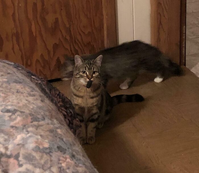 “Not A Single Thought”: 34 Cats That Are So Derpy, Their Owners Just Had To Take A Picture “Not A Single Thought”: 34 Cats That Are So Derpy, Their Owners Just Had To Take A Picture