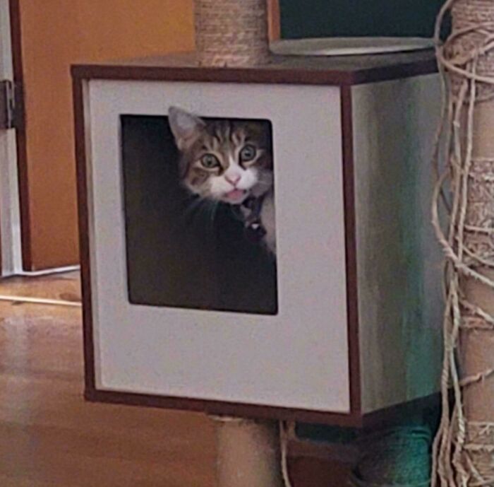 “Not A Single Thought”: 34 Cats That Are So Derpy, Their Owners Just Had To Take A Picture “Not A Single Thought”: 34 Cats That Are So Derpy, Their Owners Just Had To Take A Picture