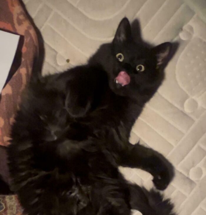 “Not A Single Thought”: 34 Cats That Are So Derpy, Their Owners Just Had To Take A Picture “Not A Single Thought”: 34 Cats That Are So Derpy, Their Owners Just Had To Take A Picture