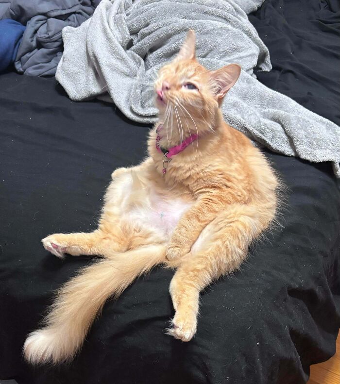 “Not A Single Thought”: 34 Cats That Are So Derpy, Their Owners Just Had To Take A Picture “Not A Single Thought”: 34 Cats That Are So Derpy, Their Owners Just Had To Take A Picture