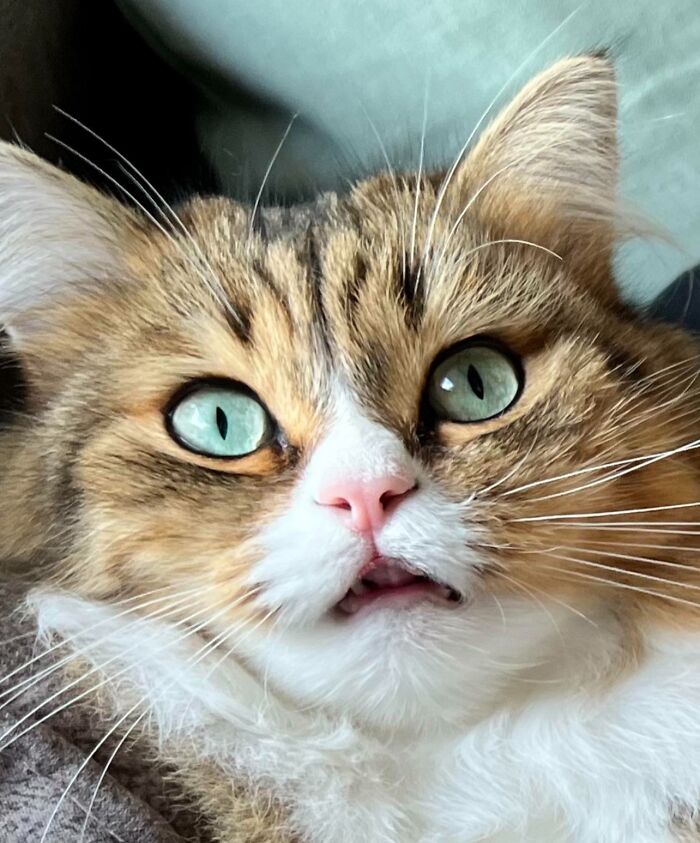 “Not A Single Thought”: 34 Cats That Are So Derpy, Their Owners Just Had To Take A Picture “Not A Single Thought”: 34 Cats That Are So Derpy, Their Owners Just Had To Take A Picture