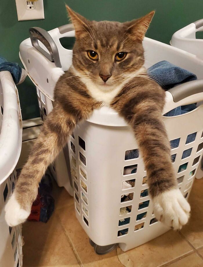 “Not A Single Thought”: 34 Cats That Are So Derpy, Their Owners Just Had To Take A Picture “Not A Single Thought”: 34 Cats That Are So Derpy, Their Owners Just Had To Take A Picture