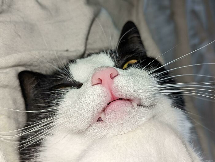 “Not A Single Thought”: 34 Cats That Are So Derpy, Their Owners Just Had To Take A Picture “Not A Single Thought”: 34 Cats That Are So Derpy, Their Owners Just Had To Take A Picture