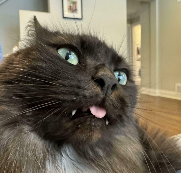 “Not A Single Thought”: 34 Cats That Are So Derpy, Their Owners Just Had To Take A Picture “Not A Single Thought”: 34 Cats That Are So Derpy, Their Owners Just Had To Take A Picture