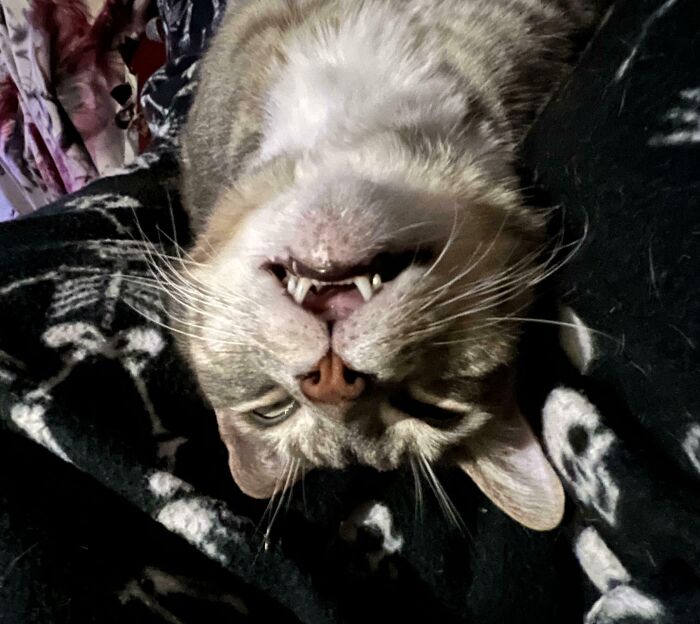 “Not A Single Thought”: 34 Cats That Are So Derpy, Their Owners Just Had To Take A Picture “Not A Single Thought”: 34 Cats That Are So Derpy, Their Owners Just Had To Take A Picture