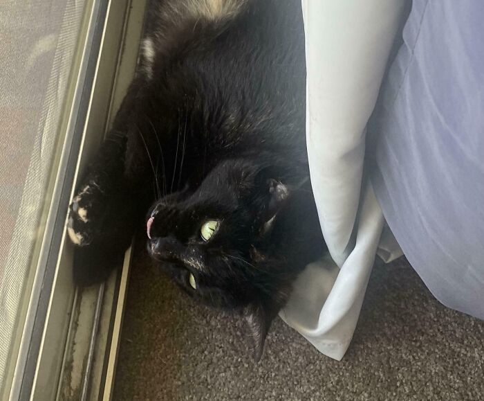 “Not A Single Thought”: 34 Cats That Are So Derpy, Their Owners Just Had To Take A Picture “Not A Single Thought”: 34 Cats That Are So Derpy, Their Owners Just Had To Take A Picture