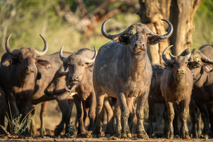 &ldquo;I&rsquo;ve Spent Hours Watching Elephants Do Nothing&rdquo;: My 21 Real Photos From The Wild