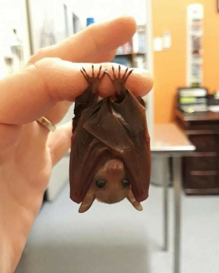 These &ldquo;Important Animal Images&rdquo; Capture The Sweetest Human-Animal Bonds (47 New Pics)