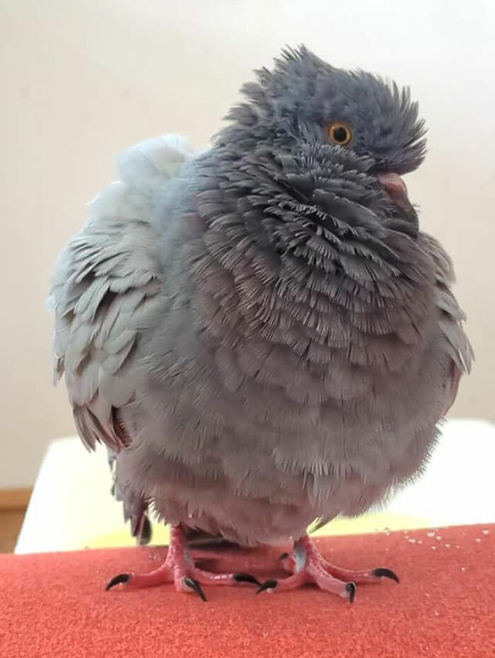 This Woman Rescued A Half-Blind Pigeon And Now Takes Him On Daily Walks (22 Pics)