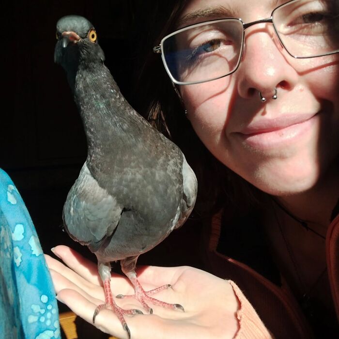 This Woman Rescued A Half-Blind Pigeon And Now Takes Him On Daily Walks (22 Pics)