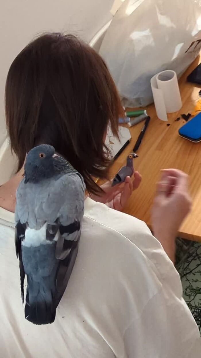 This Woman Rescued A Half-Blind Pigeon And Now Takes Him On Daily Walks (22 Pics)