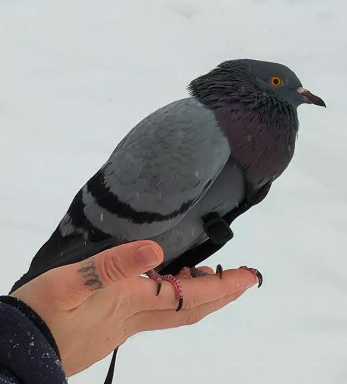 This Woman Rescued A Half-Blind Pigeon And Now Takes Him On Daily Walks (22 Pics)
