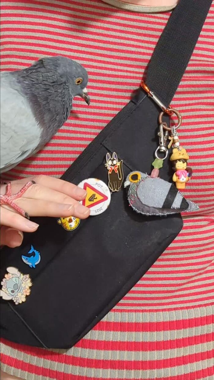 This Woman Rescued A Half-Blind Pigeon And Now Takes Him On Daily Walks (22 Pics)