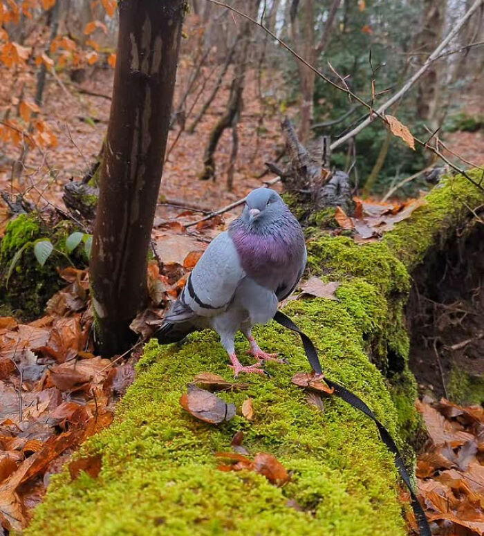 This Woman Rescued A Half-Blind Pigeon And Now Takes Him On Daily Walks (22 Pics)