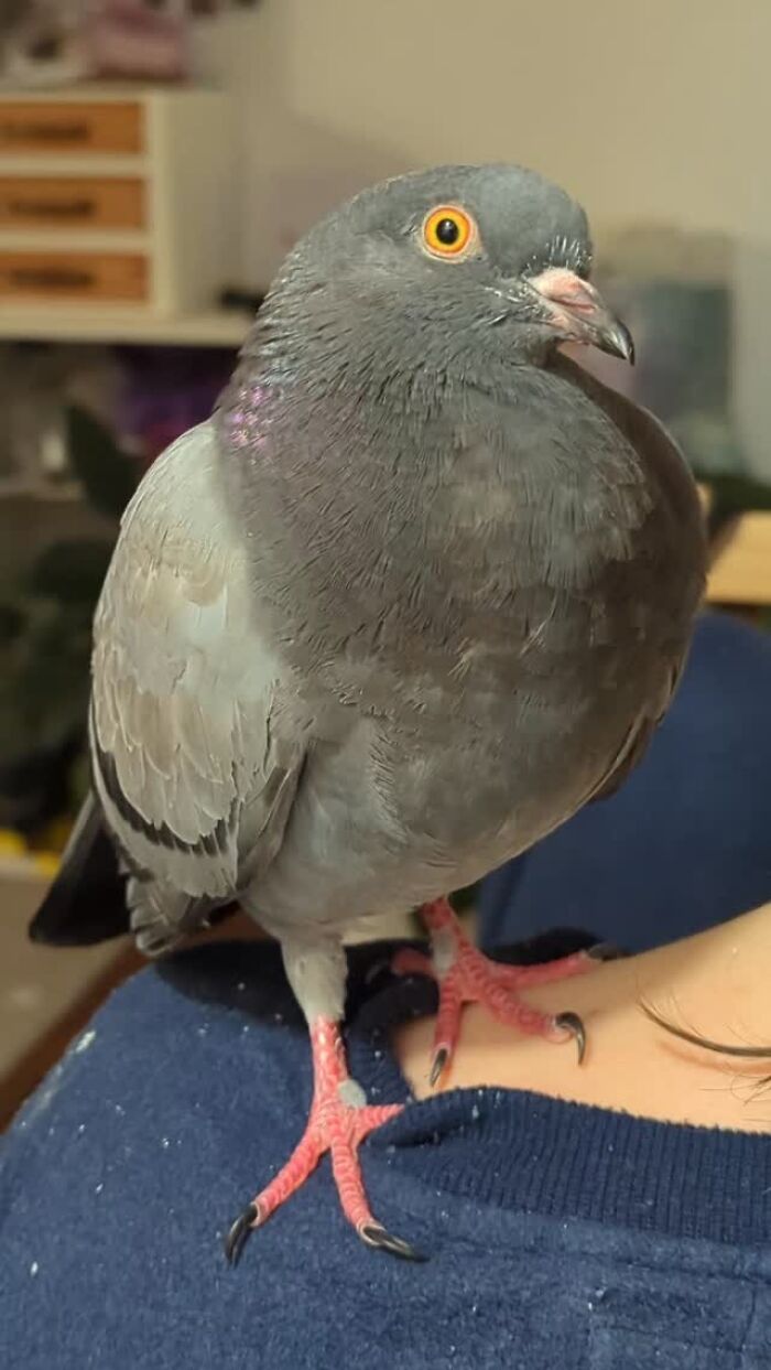 This Woman Rescued A Half-Blind Pigeon And Now Takes Him On Daily Walks (22 Pics)