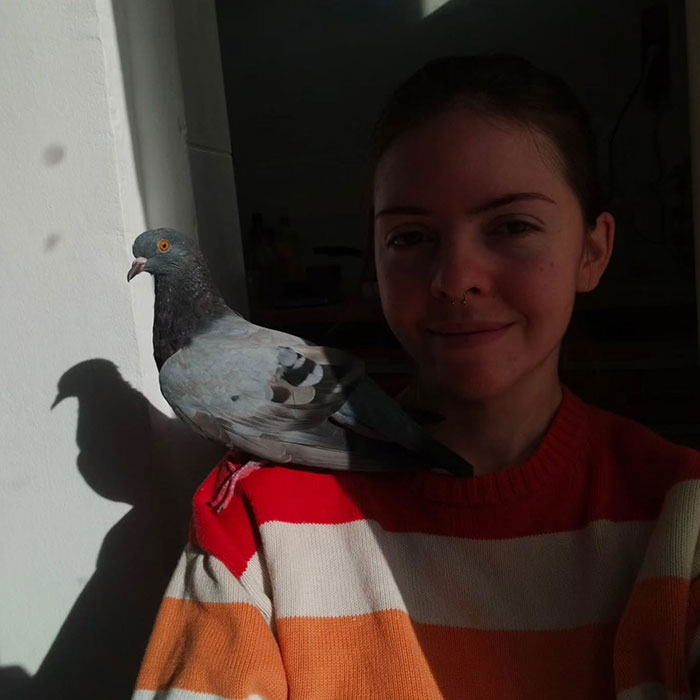 This Woman Rescued A Half-Blind Pigeon And Now Takes Him On Daily Walks (22 Pics)