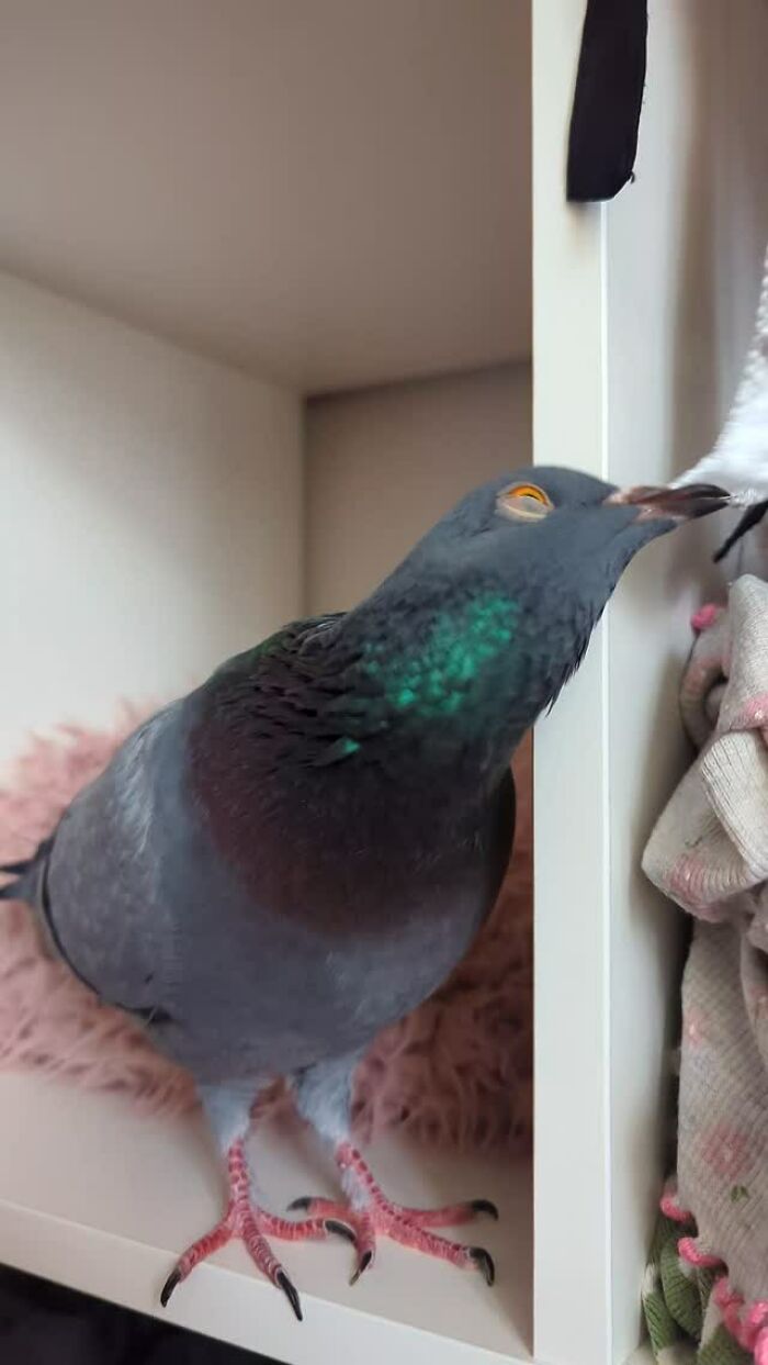 This Woman Rescued A Half-Blind Pigeon And Now Takes Him On Daily Walks (22 Pics)