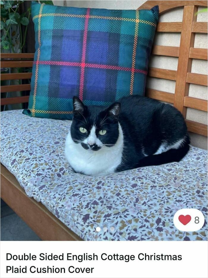 100 Times Cats Stole The Spotlight In Vinted Ads