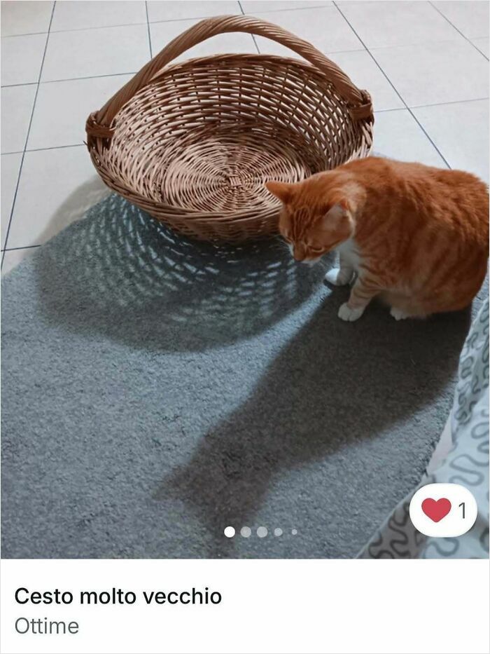 100 Times Cats Stole The Spotlight In Vinted Ads