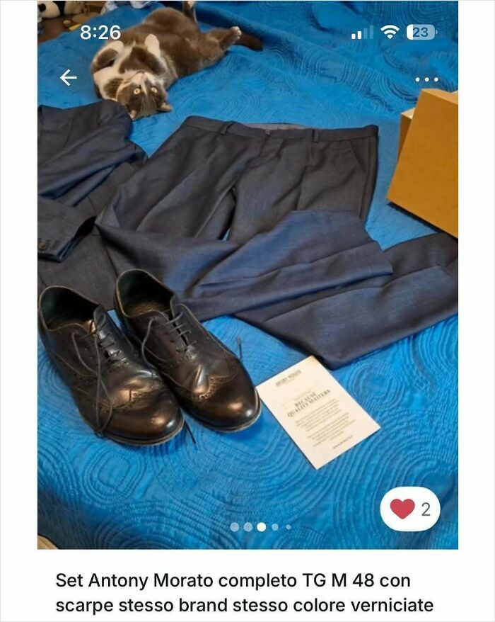 100 Times Cats Stole The Spotlight In Vinted Ads