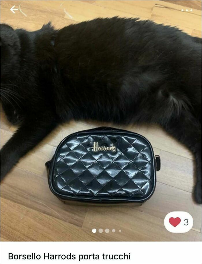 100 Times Cats Stole The Spotlight In Vinted Ads
