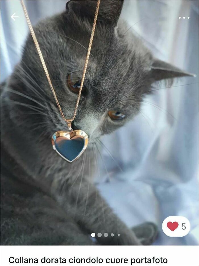 100 Times Cats Stole The Spotlight In Vinted Ads
