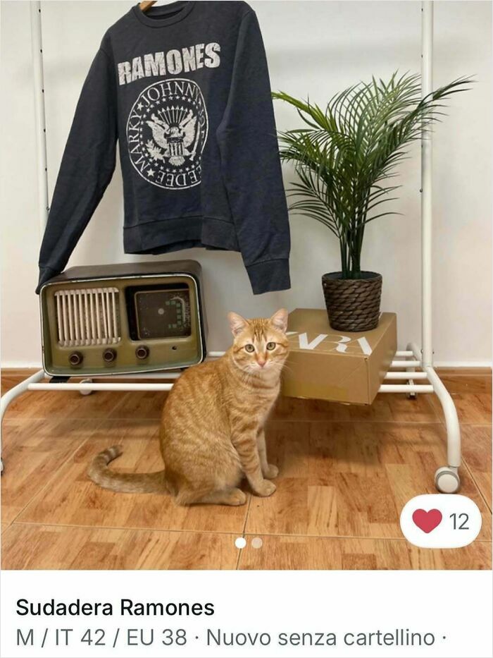 100 Times Cats Stole The Spotlight In Vinted Ads
