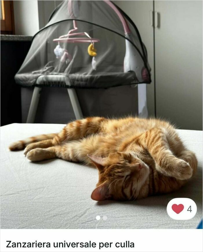 100 Times Cats Stole The Spotlight In Vinted Ads