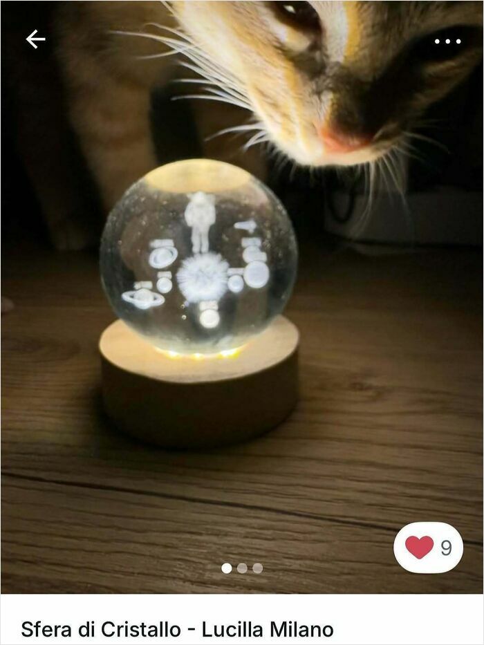100 Times Cats Stole The Spotlight In Vinted Ads
