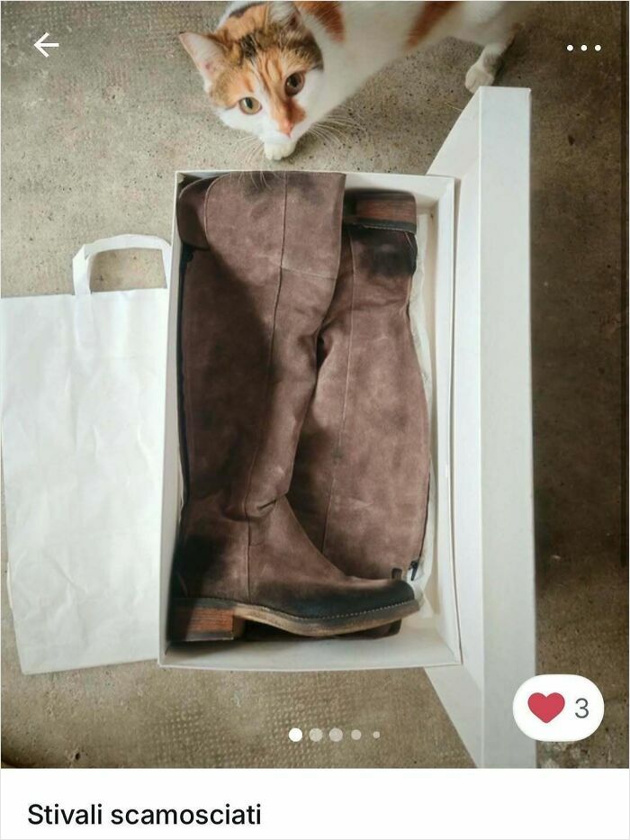100 Times Cats Stole The Spotlight In Vinted Ads