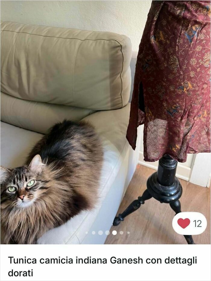 100 Times Cats Stole The Spotlight In Vinted Ads