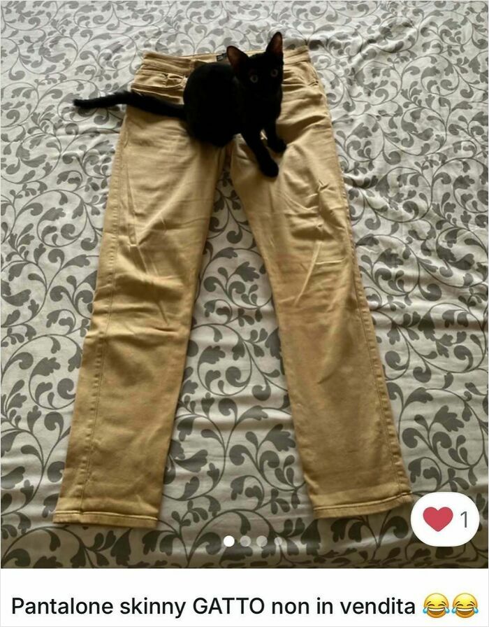 100 Times Cats Stole The Spotlight In Vinted Ads