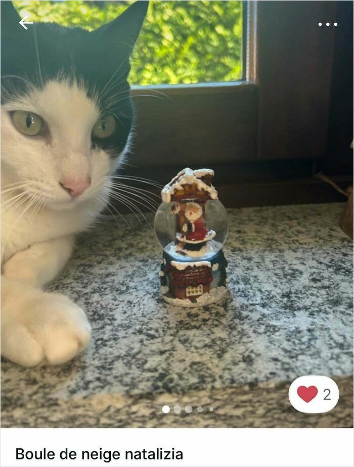 100 Times Cats Stole The Spotlight In Vinted Ads