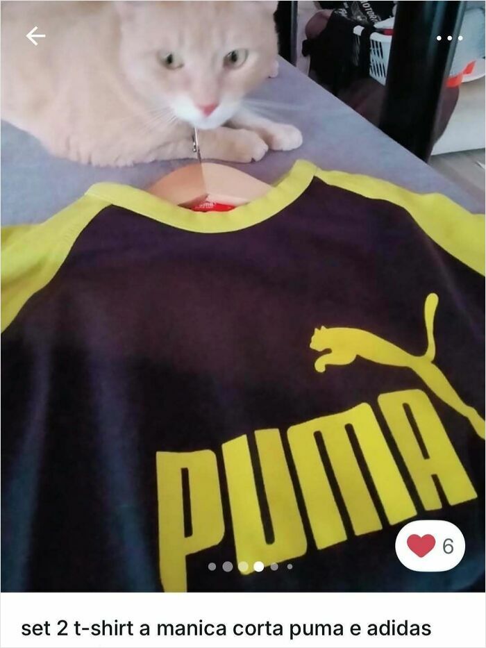 100 Times Cats Stole The Spotlight In Vinted Ads