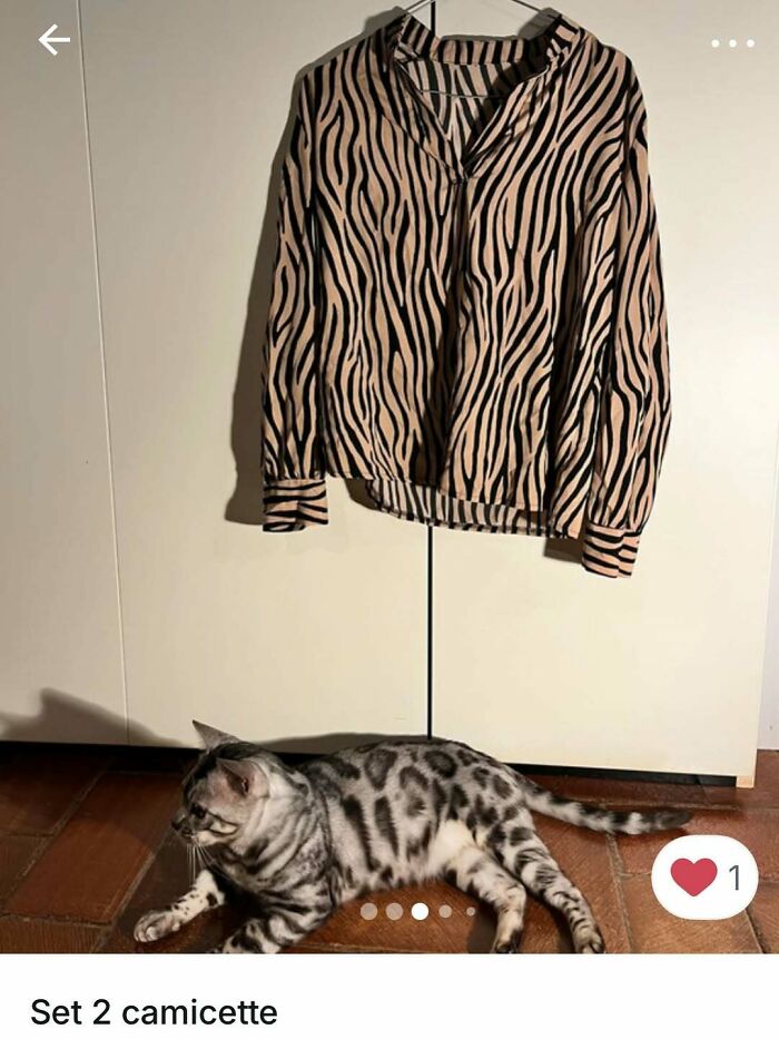 100 Times Cats Stole The Spotlight In Vinted Ads