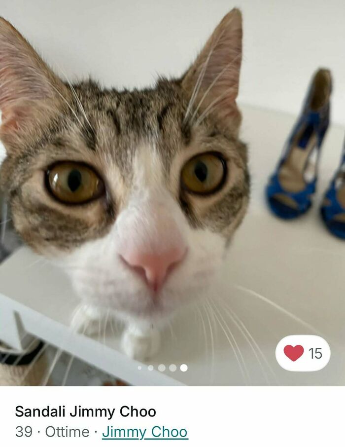 100 Times Cats Stole The Spotlight In Vinted Ads