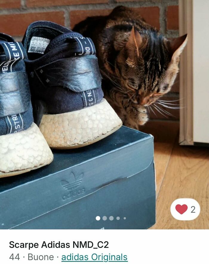 100 Times Cats Stole The Spotlight In Vinted Ads