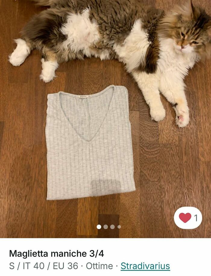 100 Times Cats Stole The Spotlight In Vinted Ads