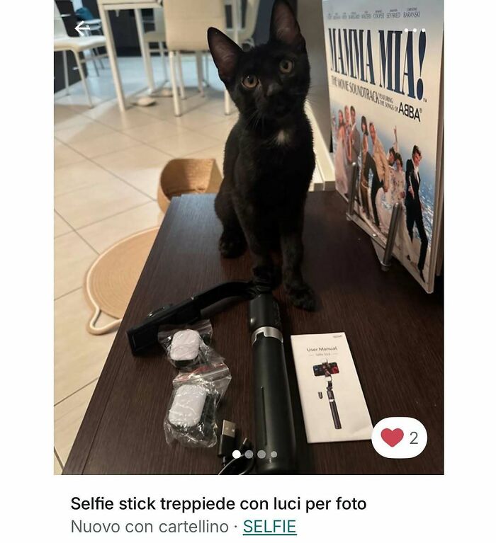 100 Times Cats Stole The Spotlight In Vinted Ads